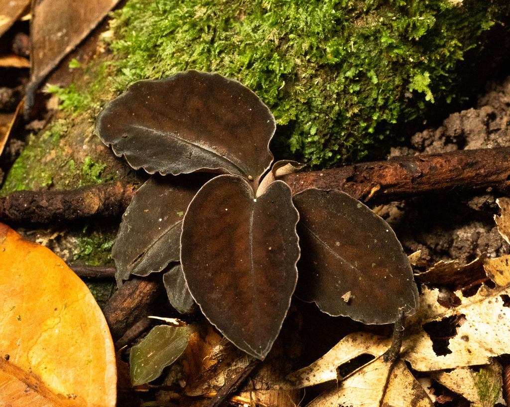 Cystorchis javanica