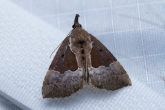 Hypena bijugalis