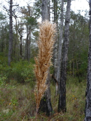 compressed plumegrass (Saccharum coarctatum)