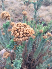 Phymaspermum athanasioides