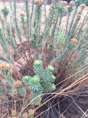 Phymaspermum athanasioides