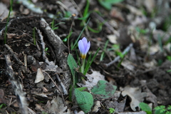 Crocus biflorus adamii