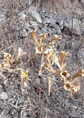 Mentzelia laevicaulis