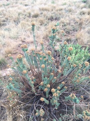 Phymaspermum athanasioides