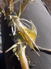 Mentzelia laevicaulis