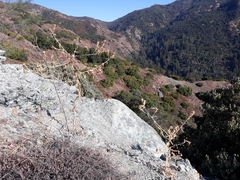 Mentzelia laevicaulis