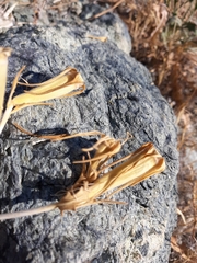 Mentzelia laevicaulis