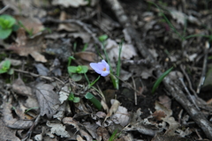 Crocus biflorus adamii