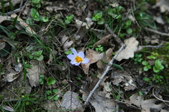Crocus biflorus adamii
