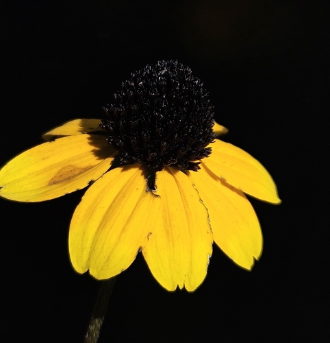 Rudbeckia triloba var. triloba