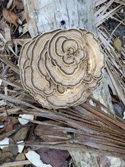 Trametes menziesii