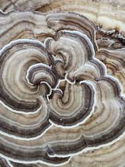 Trametes menziesii