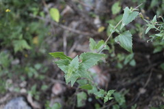 Brickellia floribunda