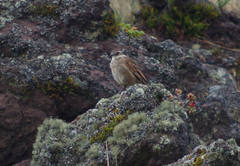 Cinclodes albidiventris