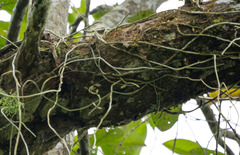 Dischidia bengalensis