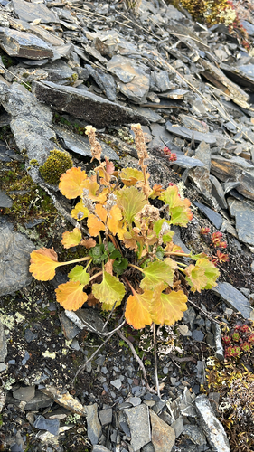 Alaska Kittentail (Veronica alaskensis)