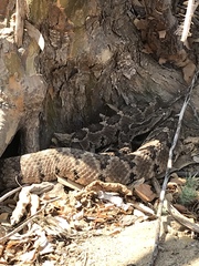 Crotalus enyo