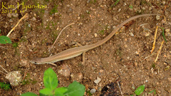 Takydromus wolteri