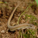 Mountain Grass Lizard - Photo (c) Kim, Hyun-tae, some rights reserved (CC BY), uploaded by Kim, Hyun-tae