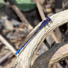 Argia elongata