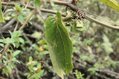 Smilax tomentosa