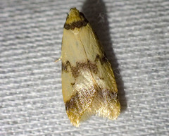 Heteroteucha anthodora