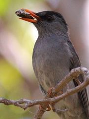 Hypsipetes madagascariensis