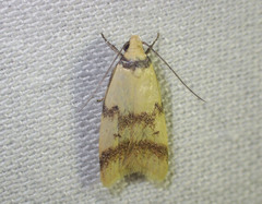 Heteroteucha anthodora