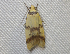 Heteroteucha anthodora