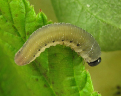 Empria