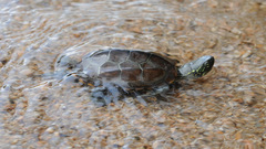 Mauremys reevesii