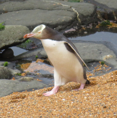 Megadyptes antipodes