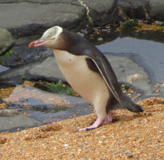 Megadyptes antipodes