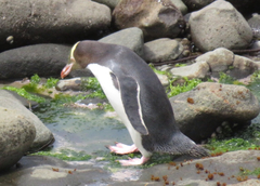 Megadyptes antipodes
