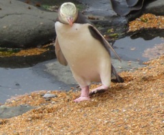 Megadyptes antipodes