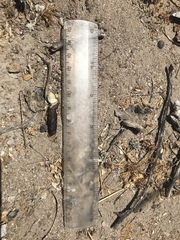 Dipsosaurus dorsalis