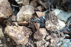 Euscorpius flavicaudis