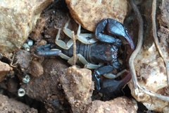 Euscorpius flavicaudis