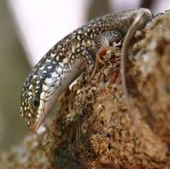 Trachylepis aureopunctata