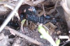 Euscorpius flavicaudis