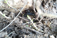 Euscorpius flavicaudis