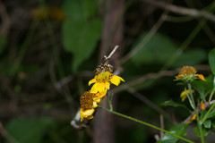 Nomada texana