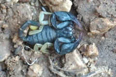 Euscorpius flavicaudis