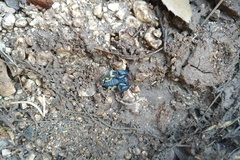 Euscorpius flavicaudis