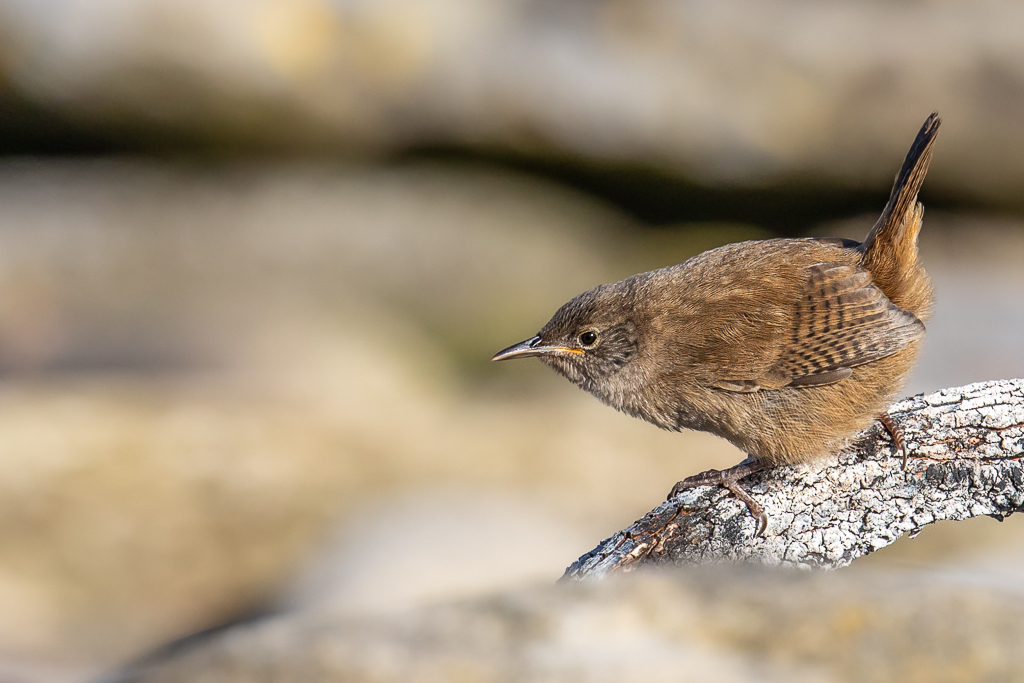Cobb's Wren photo