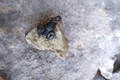 Euscorpius flavicaudis