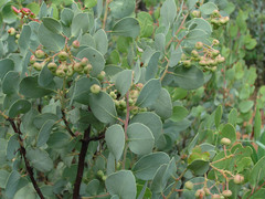 Arctostaphylos viscida