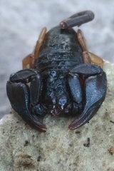 Euscorpius flavicaudis