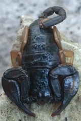 Euscorpius flavicaudis