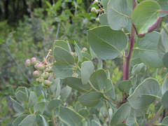 Arctostaphylos viscida